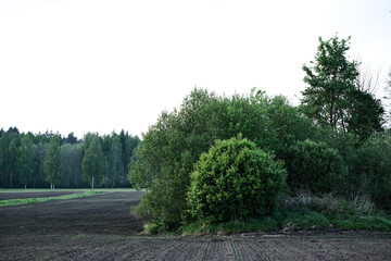 black soil plowed agricultural field with green trees in middle and forest in distance