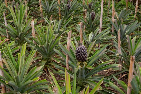 Pineapple plantation in the Azores. Pineapples growing in the greenhouse. São Miguel island in the Azores.