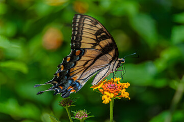 butterfly on flower