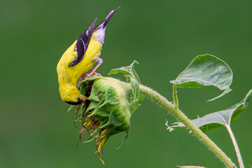 American Goldfinch on a Sunflower