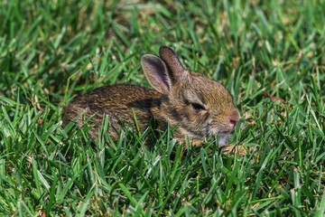 rabbit in grass