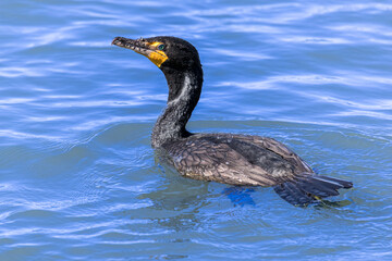 Common Cormorant Swimming