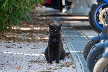 Schwarze Katze sitzt auf Kieselsteinen