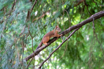 Eichhörnchen klettert auf einem Ast herum