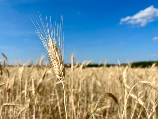 Close-up of wheat ears, a field of wheat on a summer day. Harvesting period. Spikelets of wheat on a wheat field. Selective focus.