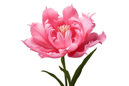 Stunning Image of Beautiful Pink Parrot Tulip Flower on Transparent Background. AI