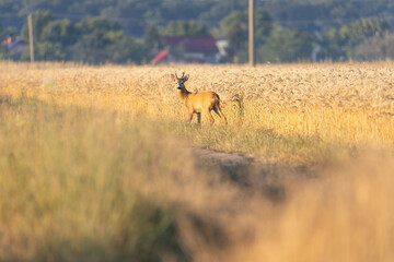 Roe deer in golden yellow wheat field in summer