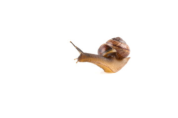 Garden snail ,isolated on white