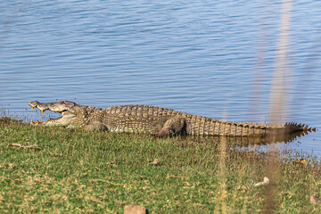 alligator in the grass