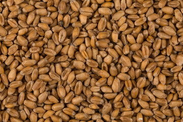whole background of wheat grain
