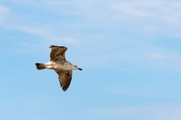 Seagull flying in the blue sky. Peruibe, Brazil. Arenque gull, Larus argentatus, a large gull, isolated on sky background.