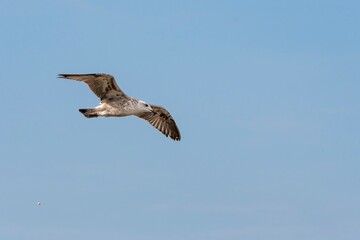 Seagull flying in the blue sky. Peruibe, Brazil. Arenque gull, Larus argentatus, a large gull, isolated on sky background.