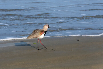 Bird Southern lapwing or 