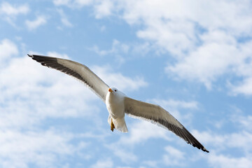 Seagull flying in the blue sky clouds. Peruibe, Brazil. Gull, Laridae, a large gull, isolated on sky background.