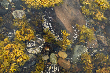 Northern seascape. Tersky coast of the White Sea. Murmansk region, Russia. The White Sea coast in Karelia in summer. Low tide. Seaweed.