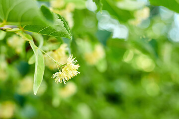 Flowers on the branches of a blooming linden close-up