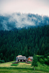 Fog descends into the valley from the height of the mountain through a dense coniferous forest. High quality photo