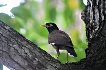 Common Myna Birds or Jungle Myna Birds