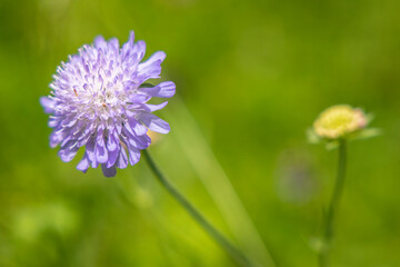 eine pinkfarbene wildblume, closeup