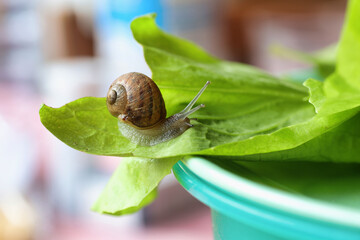 small snail on a green salad leaf in a kitchen