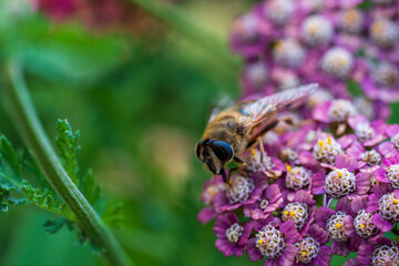 Detail of honeybee in violet yarrow flower, macro. Herb garden with honey bee insect, closeup