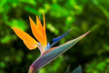Fototapeta na wymiar Beautiful orange and blue bird of paradise flower with dark green background