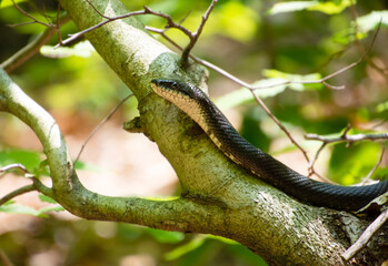 Naklejka na ściany i meble Portrait of an eastern black rat snake resting on a leaning tree in a forest