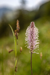 Fototapeta premium Wildblume, Closeup