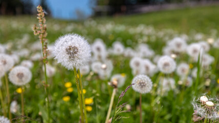 Obraz premium eine Wiese mit Löwenzahn