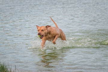 A beautiful thoroughbred American Pit Bull Terrier swims in a fast river.