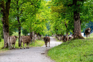 Fototapeta na wymiar Path across a cow pasture in the Bavarian Alps