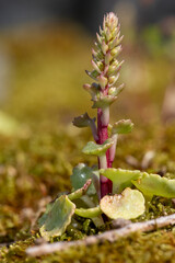 Close up of a n avelwort (umbilicus rupestris) plant