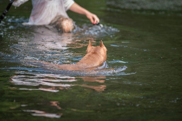 Fototapeta premium A beautiful thoroughbred American Pit Bull Terrier swims in a fast river.