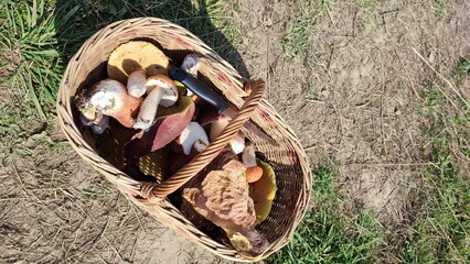 wicker basket full of mushrooms