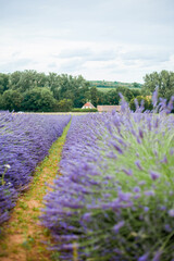 Naklejka na ściany i meble Lavender field. Beautiful purple flowers. Summer.