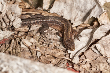 A quick or ordinary lizard basks in the garden under the rays of the spring sun. Quick lizard, or an ordinary lizard (lat. Lacerta agilis) is a species of lizard from the family of true lizards.
