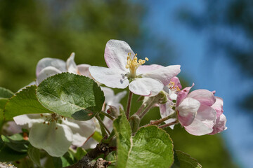 Apple flowers on the background of the tree crown and blue sky. Apple tree blossoms in the garden. Spring.