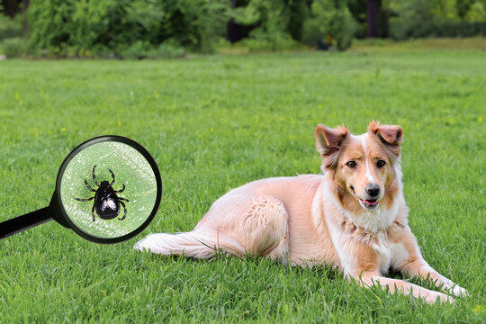 A dog in the city park on the lawn, the threat of ticks