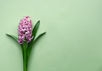 Pink hyacinth with leaves on a light green background. Bouquet of flowers. Copy space