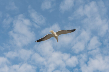 Seagull bird flying alone seen from behind in the blue sky with clouds.