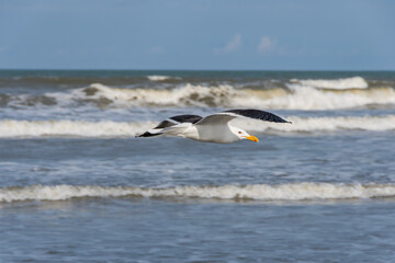 Seagull flying next to sea waves on the beach. In the background, the horizon on the coast of the city of Peruíbe, Brazil.