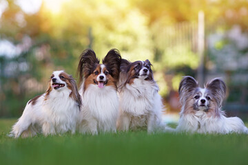 The group of four white and sable Continental Toy Spaniels (Papillon dogs) posing together on a...