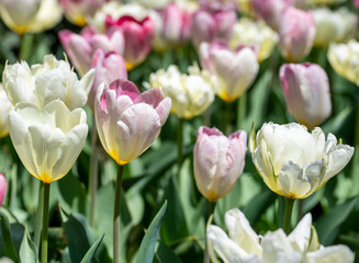 white and pink tulips