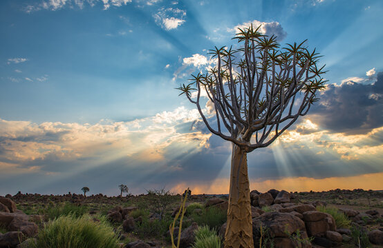 The quiver tree, or aloe dichotoma, Keetmanshoop, Namibia.