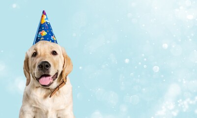Cute happy young smart dog celebrating at party,