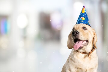 Cute happy young smart dog celebrating at party,