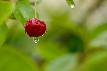 A red berry on a branch after rain