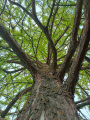 Fototapeta premium old oak tree
