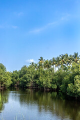 Fototapeta na wymiar A breathtaking photograph capturing the magnificence of a vibrant mangrove forest, serene lake and clear blue sky, blending seamlessly into one stunning composition.