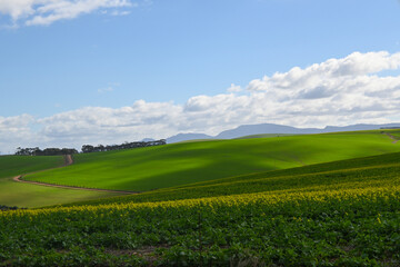 Fototapeta premium Safflower Fields South Africa
